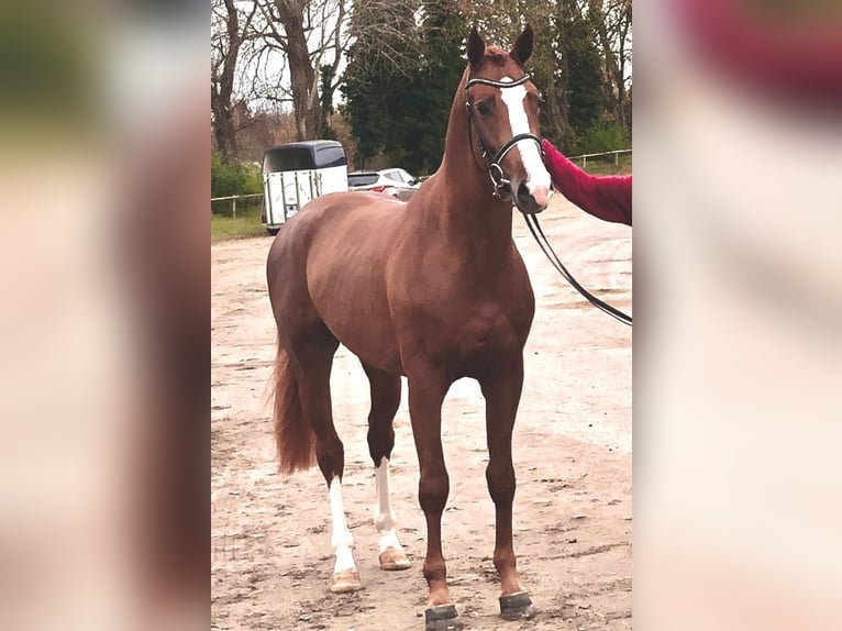 Holstein Stallone 3 Anni 167 cm Sauro in Heidgraben