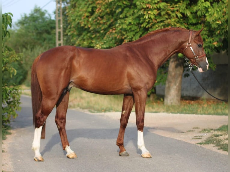 Holstein Stallone 3 Anni 169 cm in Budapest