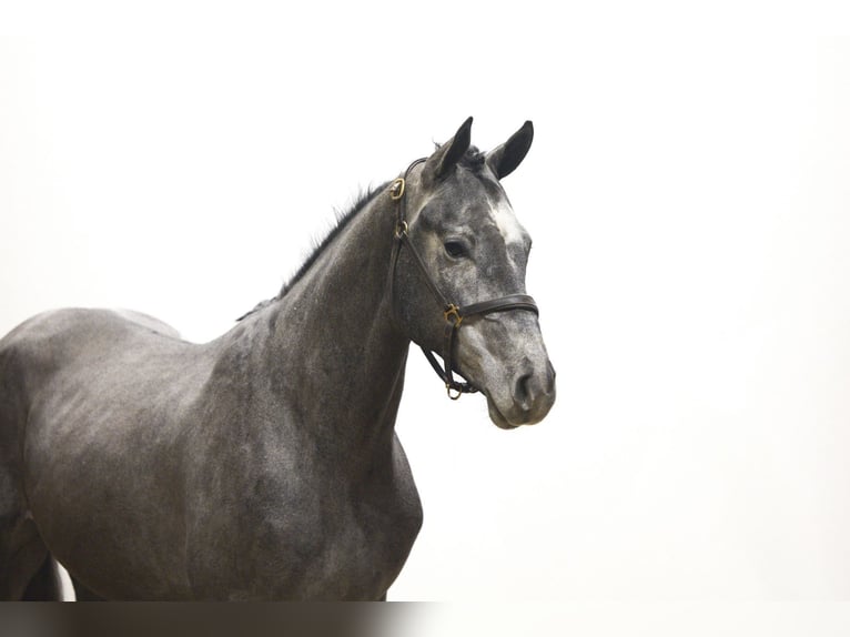 Holstein Stallone 3 Anni 170 cm Grigio in Waddinxveen