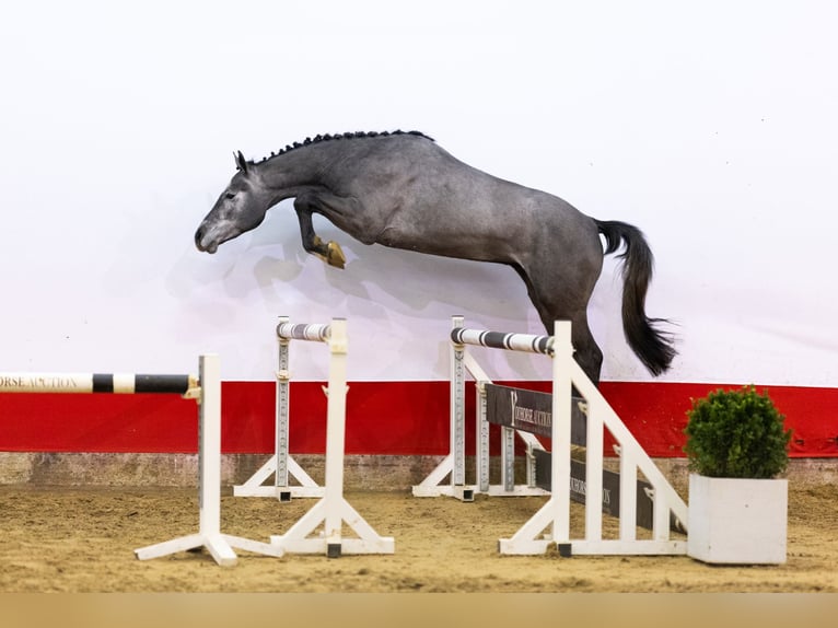 Holstein Stallone 3 Anni 170 cm Grigio in Waddinxveen