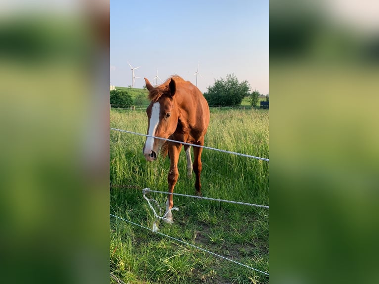 Holstein Stallone 3 Anni 171 cm Sauro in Titz