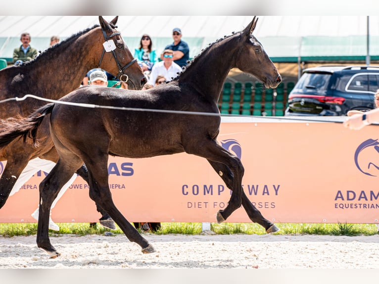 Holstein Stallone 3 Anni 173 cm Baio scuro in Kotów