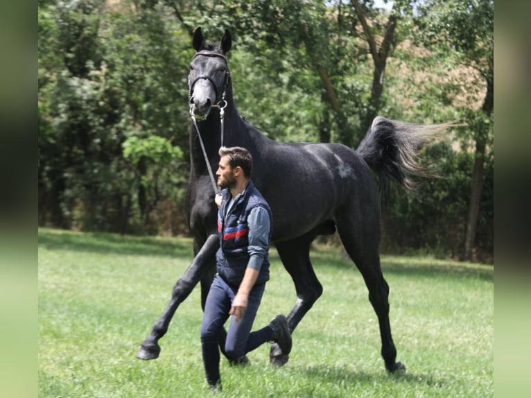 Holstein Stallone 3 Anni 173 cm in Bekes