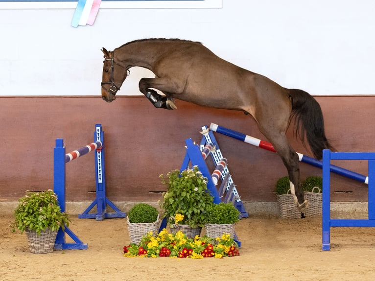 Holstein Stallone 3 Anni Baio in Elmshorn