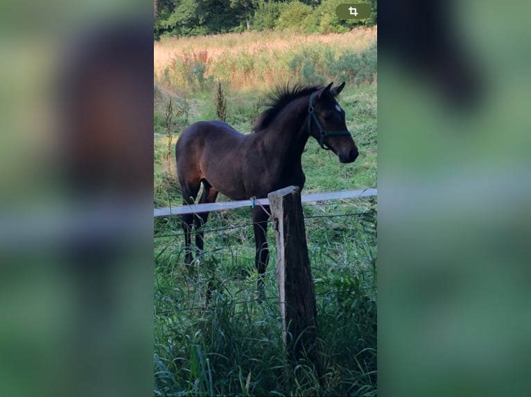 Holstein Stallone 3 Anni Baio in Windeby