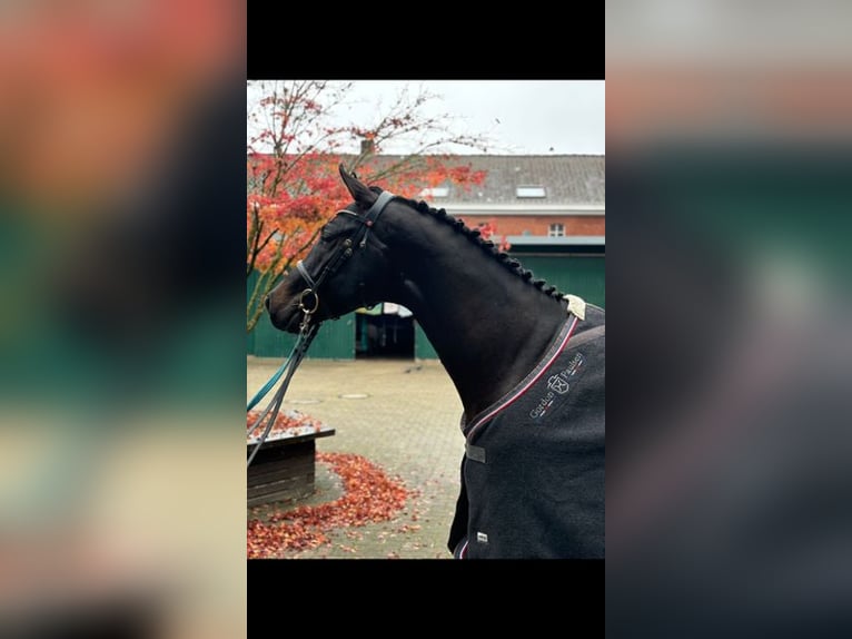 Holstein Stallone 3 Anni Baio in Windeby