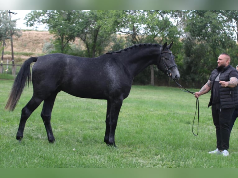 Holstein Stallone 3 Anni Grigio in Kiskunhalas