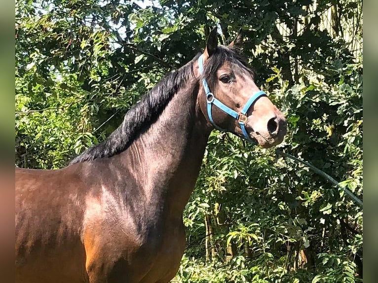 Holstein Stallone 4 Anni 167 cm Baio scuro in Heidgraben