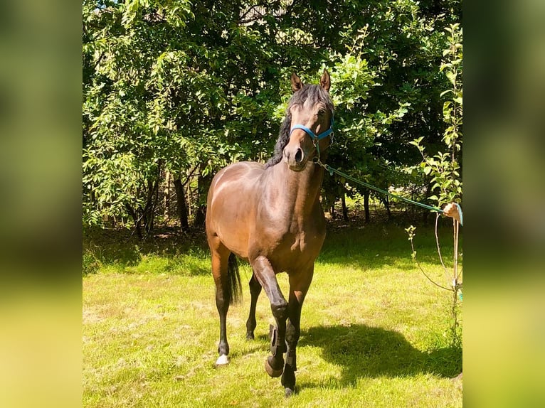 Holstein Stallone 4 Anni 167 cm Baio scuro in Heidgraben