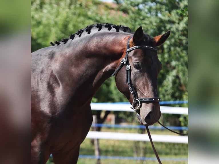 Holstein Stallone 4 Anni 175 cm Baio in Budapest