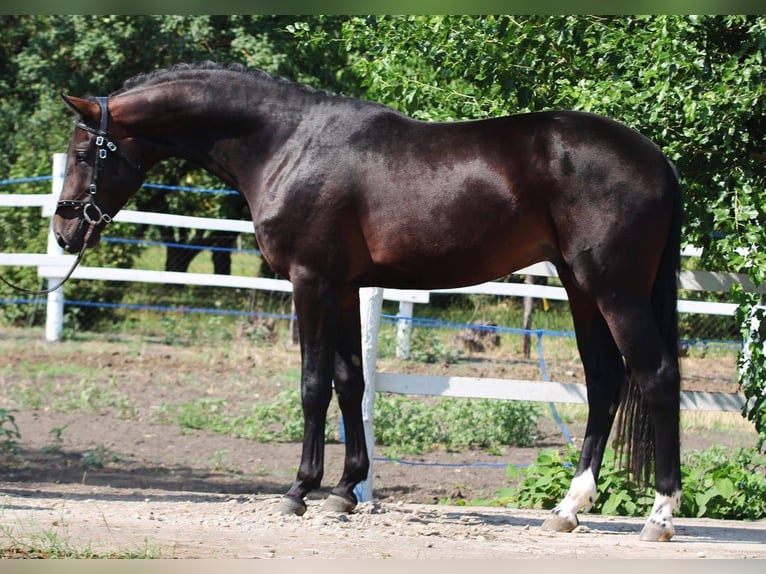 Holstein Stallone 4 Anni 175 cm Baio in Budapest