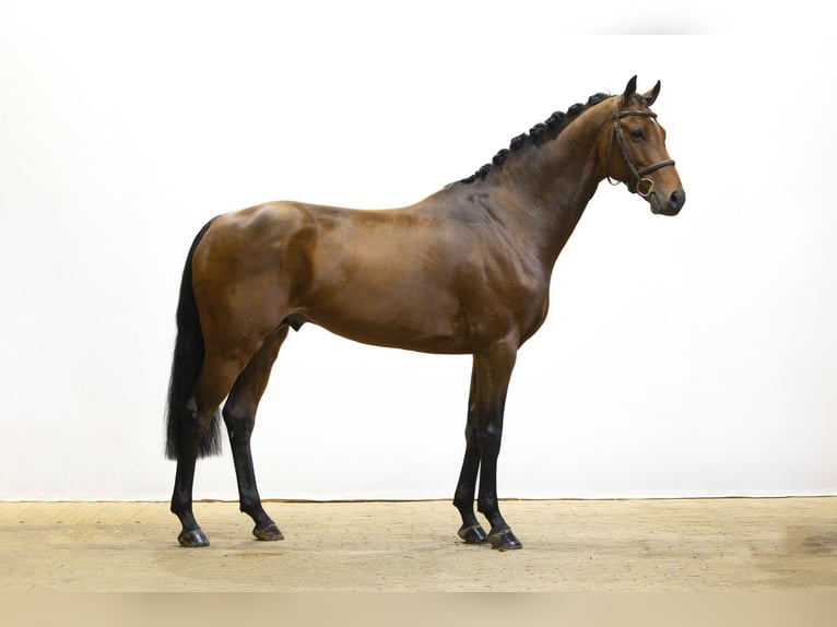 Holstein Stallone 5 Anni 165 cm Baio scuro in Waddinxveen Holstein Stallone 5 Anni 165 cm Baio scuro in Waddinxveen