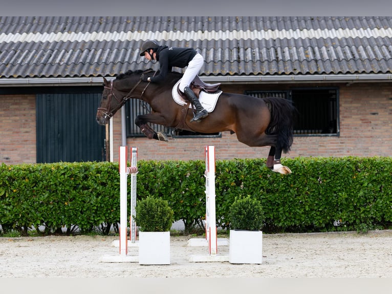 Holstein Stallone 5 Anni 167 cm Baio scuro in Waddinxveen Holstein Stallone 5 Anni 167 cm Baio scuro in Waddinxveen