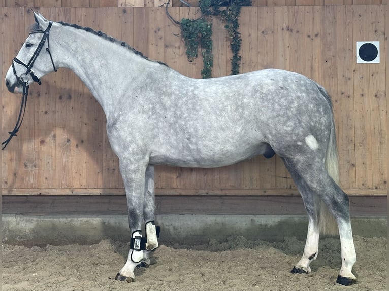Holstein Stallone 5 Anni 170 cm Grigio pezzato in Riedlingen