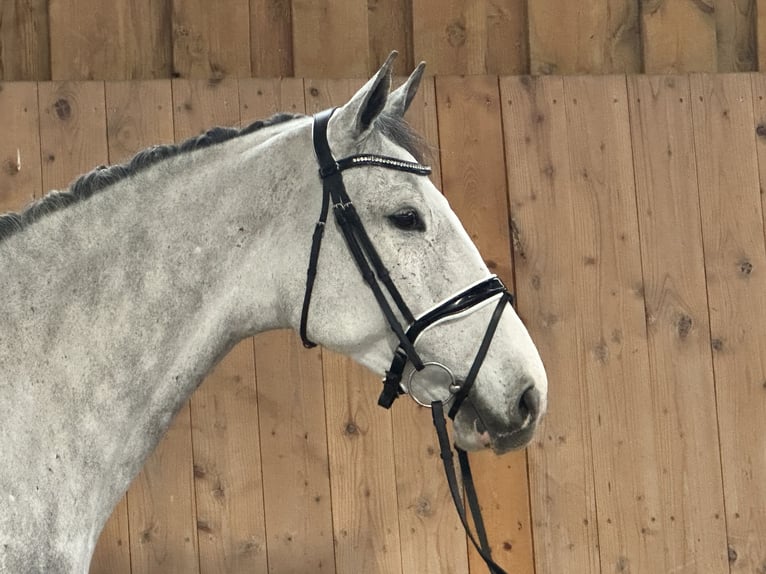 Holstein Stallone 5 Anni 170 cm Grigio pezzato in Riedlingen