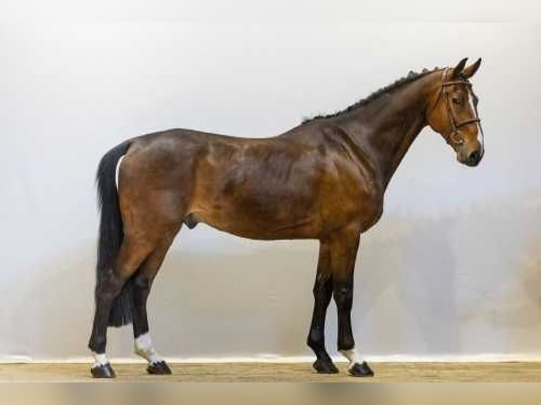 Holstein Stallone 5 Anni in Waddinxveen