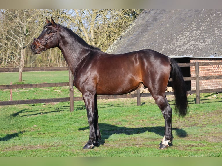 Holstein Stallone 6 Anni 167 cm  in GROTE-BROGEL