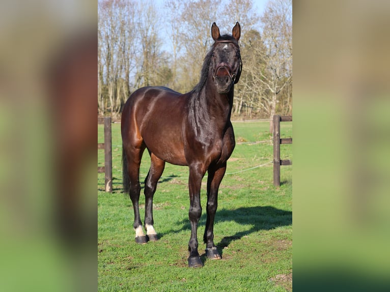 Holstein Stallone 6 Anni 167 cm  in GROTE-BROGEL