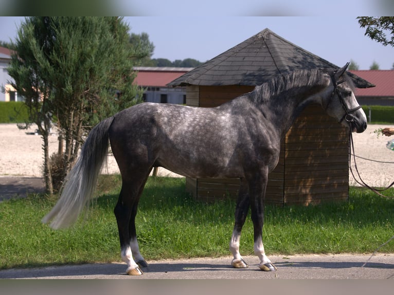 Holstein Stallone 6 Anni 170 cm Grigio in Gerstetten-Dettingen