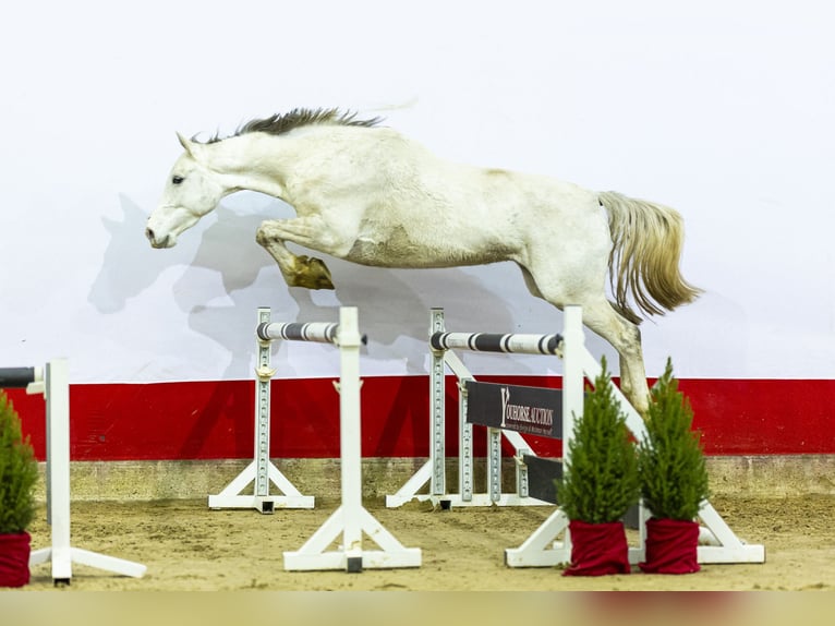 Holstein Stallone 6 Anni 170 cm Grigio in Waddinxveen