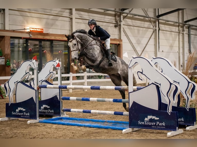 Holstein Stallone 6 Anni 173 cm Grigio pezzato in Geilenkirchen