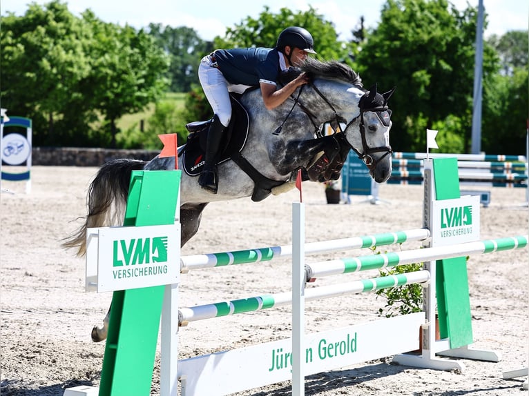 Holstein Stallone 7 Anni Grigio in Eckolstädt