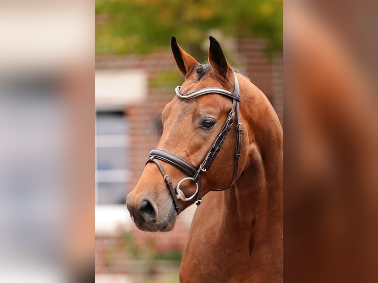 Holstein Stallone Baio in Lemwerder