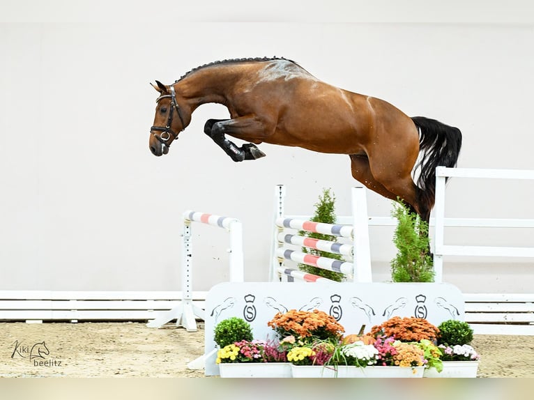 Holstein Stallone Baio in Lemwerder