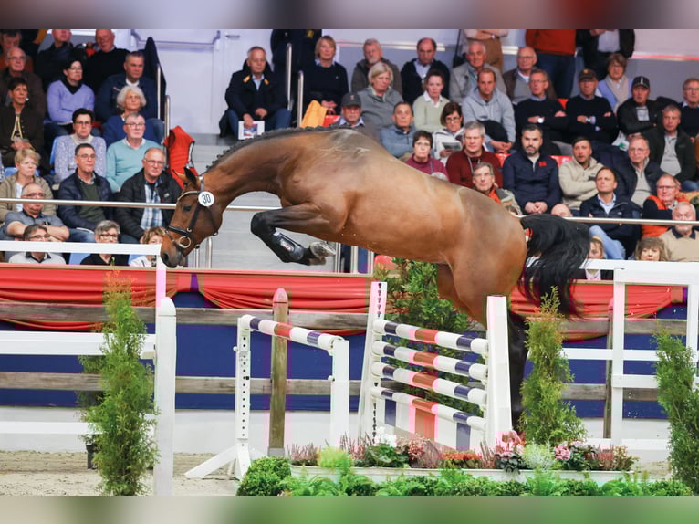 Holstein Stallone Baio in Lemwerder