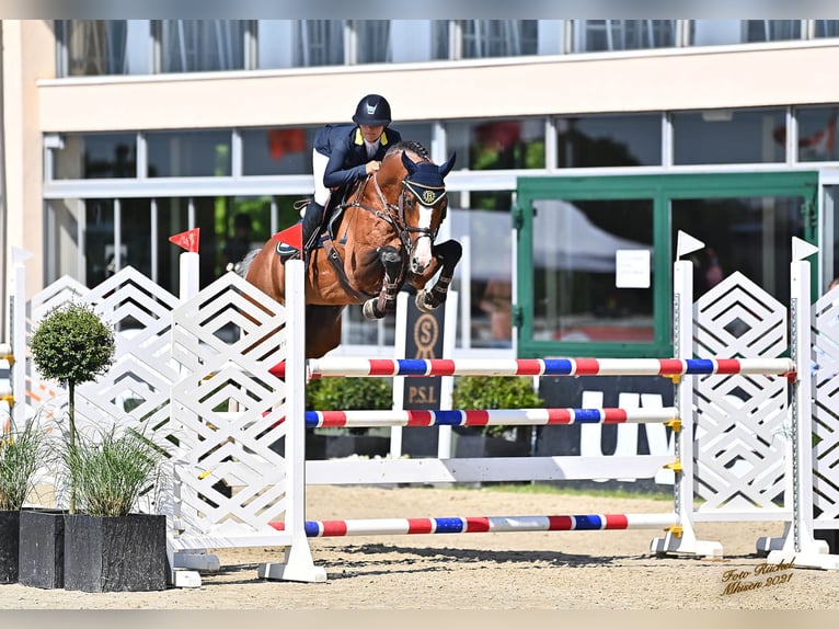 Holstein Stallone Baio in Pfarrkirchen