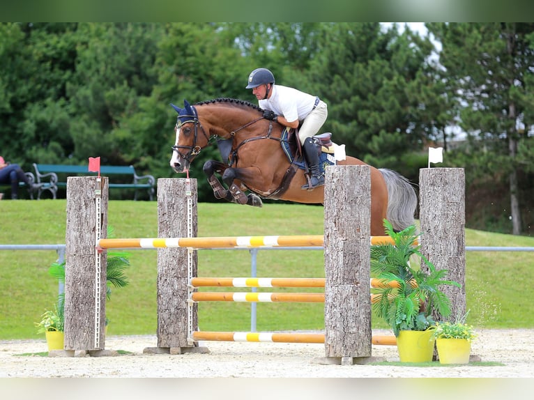 Holstein Stallone Baio in Pfarrkirchen