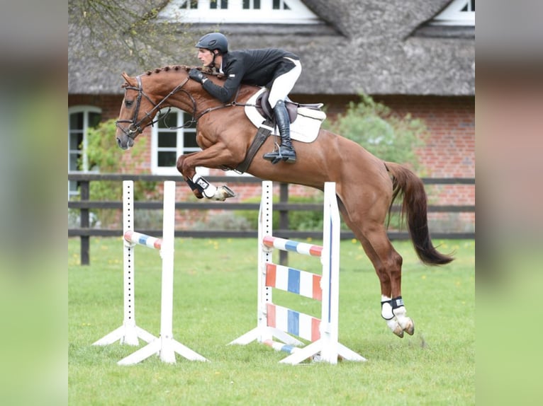 Holstein Stallone in Klein Offenseth-Sparrieshoop