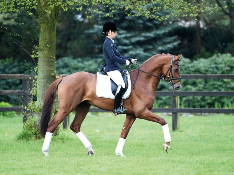 Holstein Stallone in Klein Offenseth-Sparrieshoop
