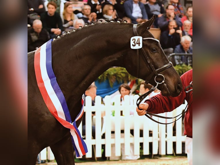 Holstein Stallone in Klein Offenseth-Sparrieshoop