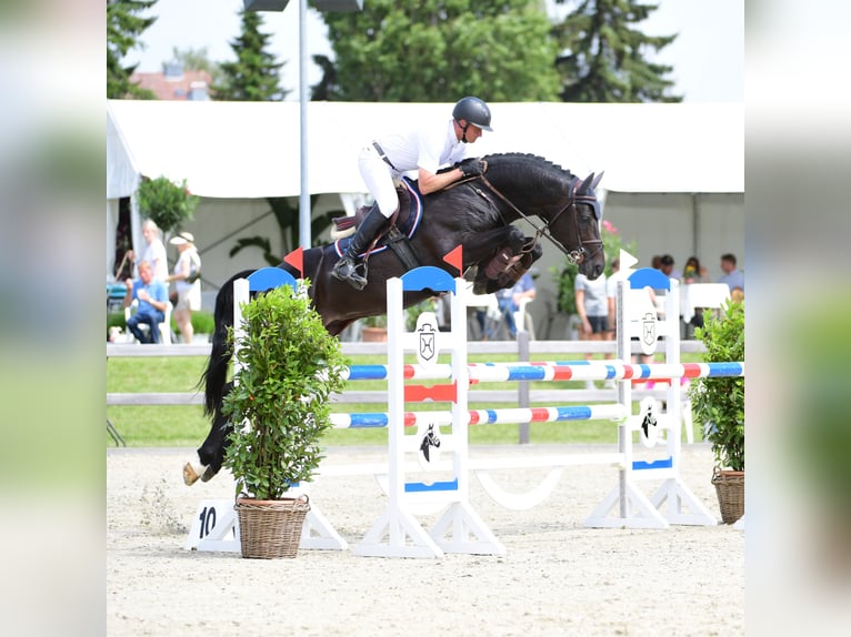 Holstein Stallone in Klein Offenseth-Sparrieshoop