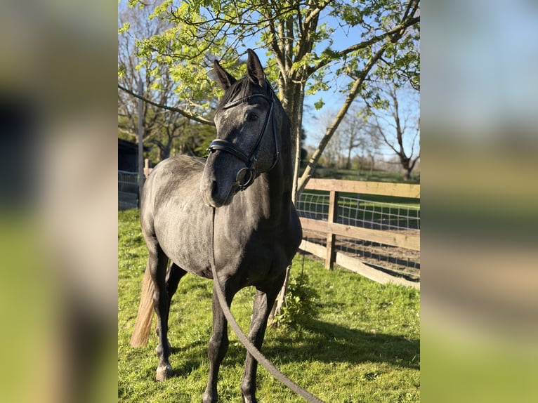 Holstein Stallone Grigio ferro in ItzehoeItzehoe