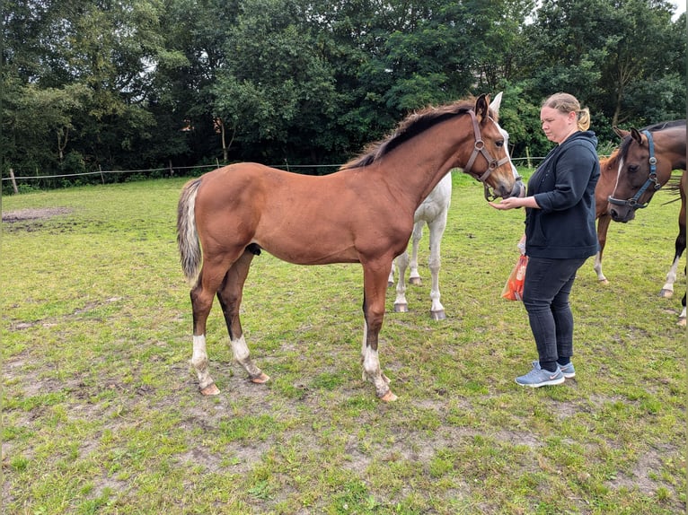 Holstein Stallone Puledri
 (04/2024) 170 cm Baio in Varel Dangastermoor