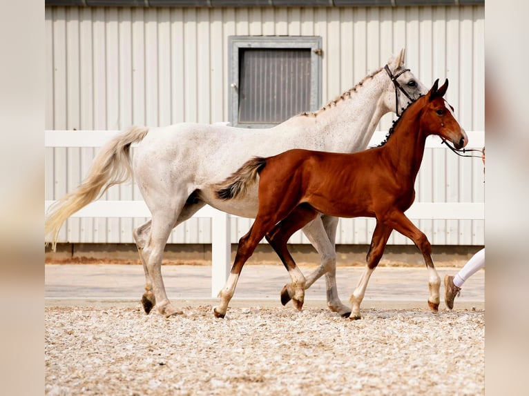 Holstein Stallone Puledri
 (04/2024) 170 cm Baio in Varel Dangastermoor