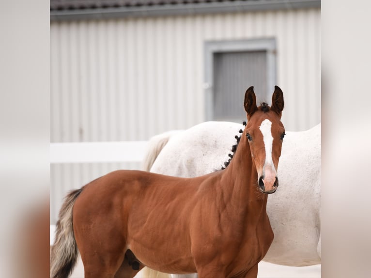 Holstein Stallone Puledri
 (04/2024) 170 cm Baio in Varel Dangastermoor