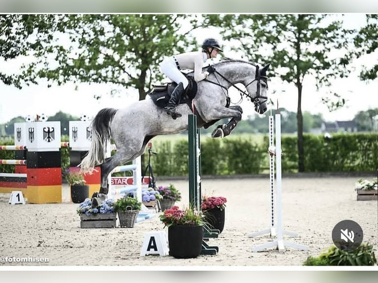 Holstein Stallone Puledri (05/2026) 170 cm Baio ciliegia in Ribe