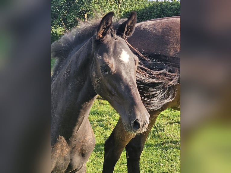 Holstein Stallone Puledri (05/2025) 170 cm Baio nero in Flintbek