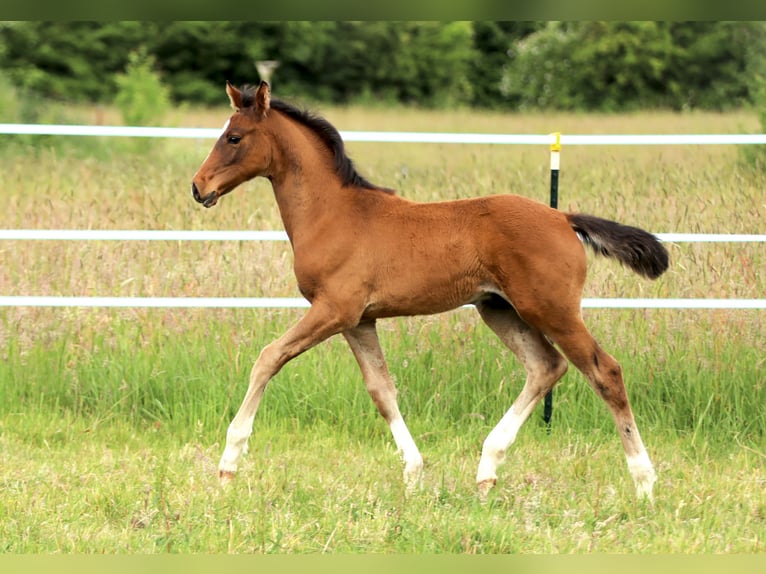 Holstein Stallone Puledri (03/2026) 172 cm Baio in Pronstorf