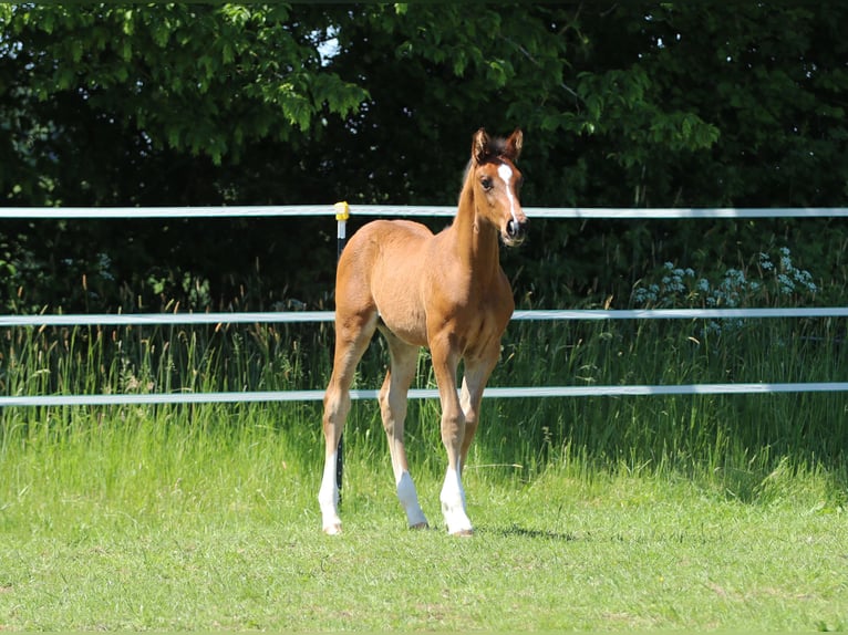 Holstein Stallone Puledri (03/2026) 172 cm Baio in Pronstorf