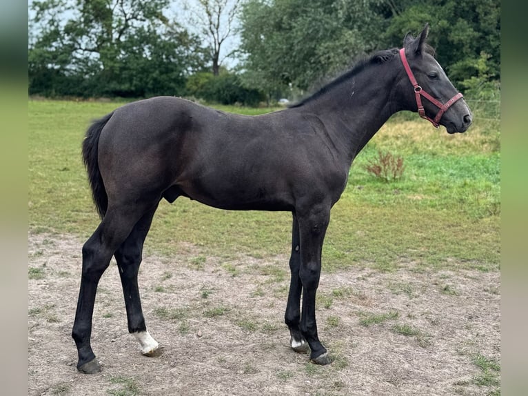 Holstein Stallone Puledri (04/2025) 172 cm Grigio in L&#xFC;dersburg