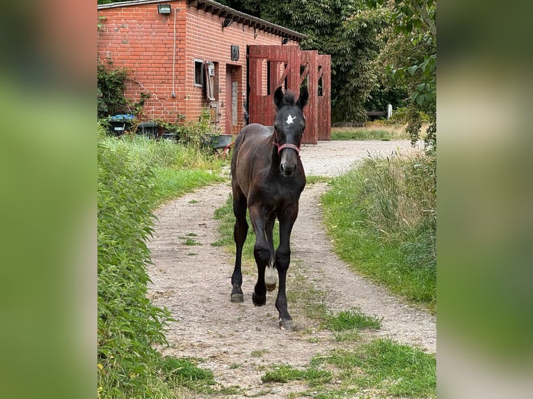 Holstein Stallone  172 cm Grigio in L&#xFC;dersburg
