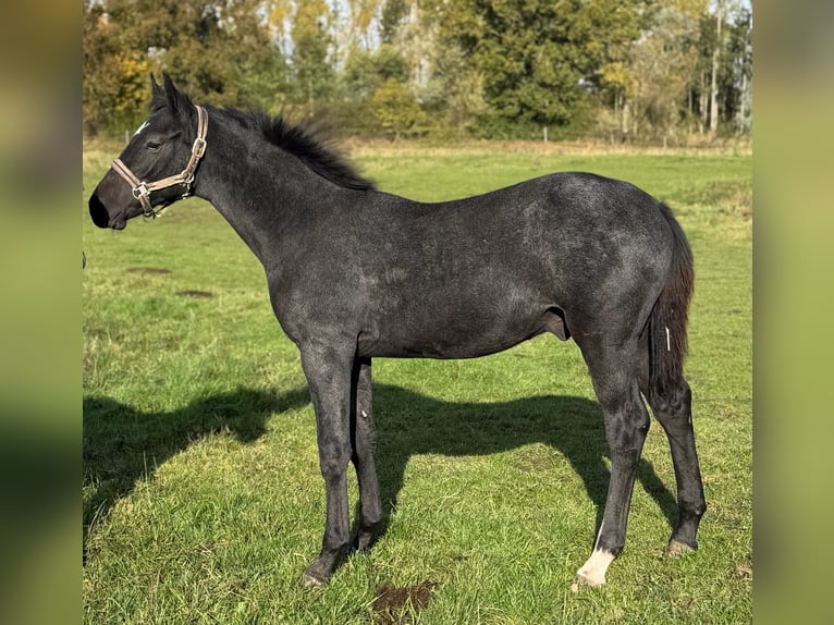 Holstein Stallone Puledri (04/2025) 172 cm Grigio in L&#xFC;dersburg