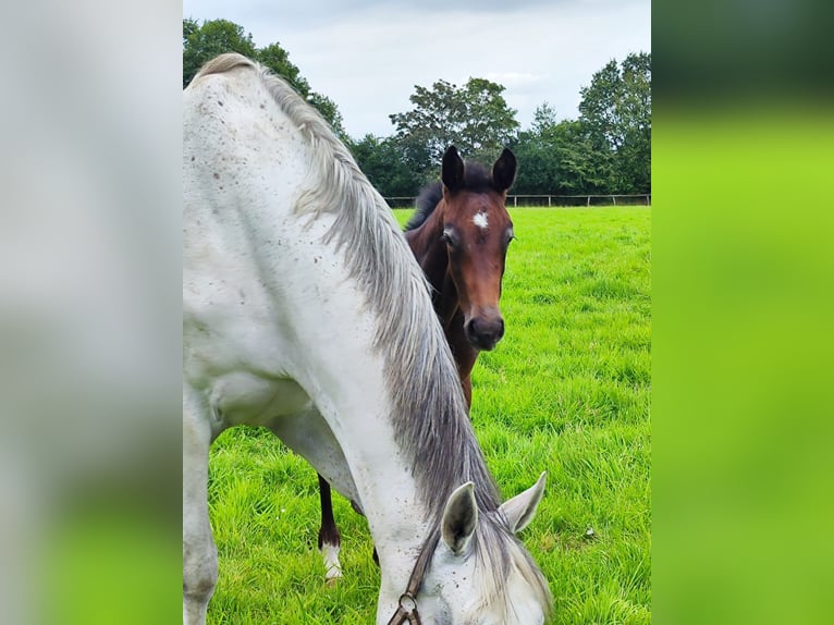 Holstein Stallone Puledri (05/2024) 174 cm Può diventare grigio in Struvenhütten