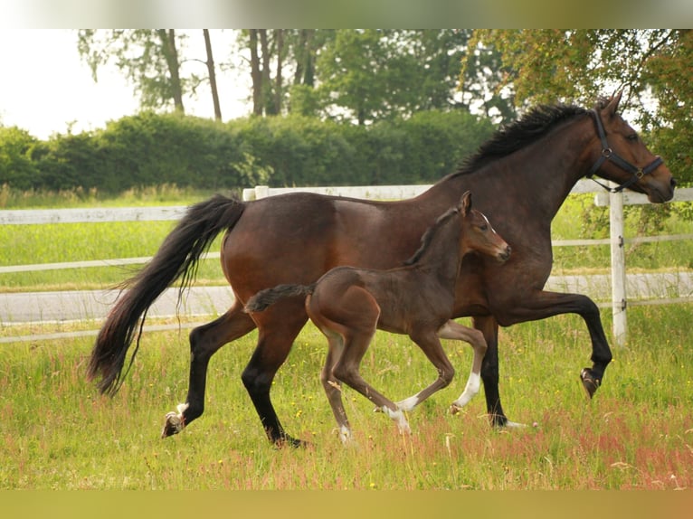 Holstein Stallone Puledri (05/2026) Baio in Seedorf