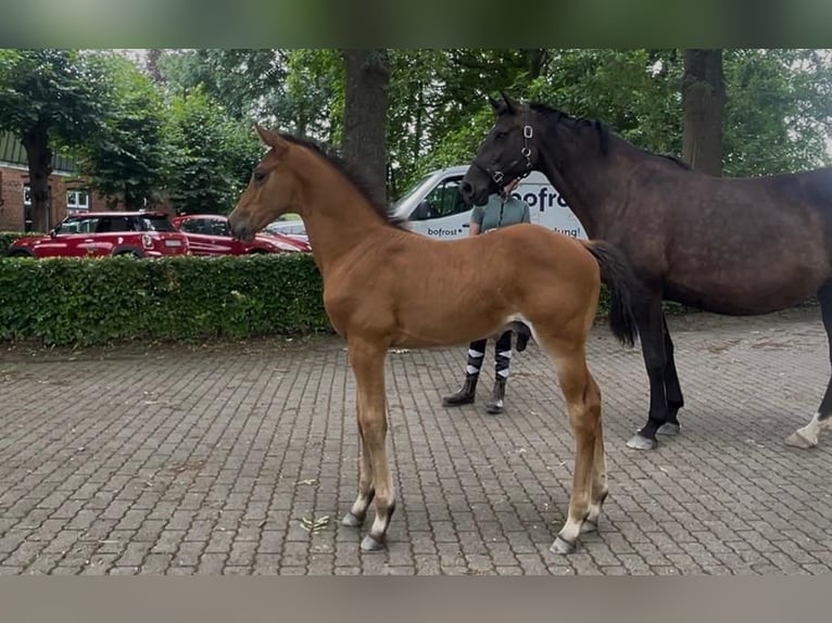 Holstein Stallone Puledri (06/2026) Baio in Borsfleth