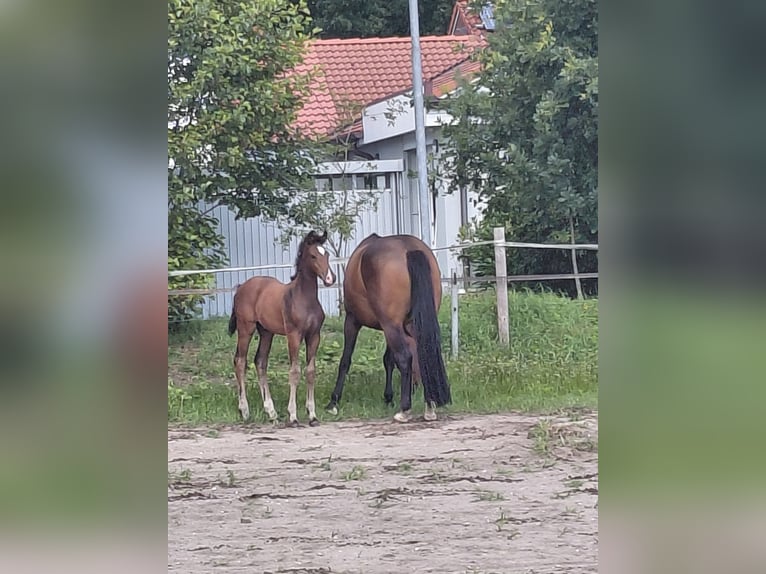 Holstein Stallone Puledri (04/2025) Baio in Brande-H&#xF6;rnerkirchen